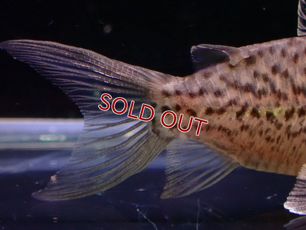 画像5: 【淡水魚】レア種 コリドラス セミロングーズ サビー ワイルド【1匹 サンプル画像】(±5-5.5cm)(コリドラス)(生体)(熱帯魚)NKCR (5)