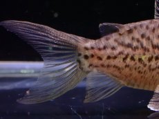 画像5: 【淡水魚】レア種 コリドラス セミロングーズ サビー ワイルド【1匹 サンプル画像】(±5-5.5cm)(コリドラス)(生体)(熱帯魚)NKCR (5)