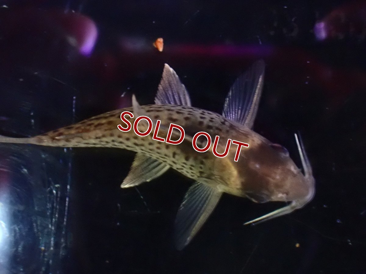 画像6: 【淡水魚】レア種 コリドラス セミロングーズ サビー ワイルド【1匹 サンプル画像】(±5-5.5cm)(コリドラス)(生体)(熱帯魚)NKCR (6)