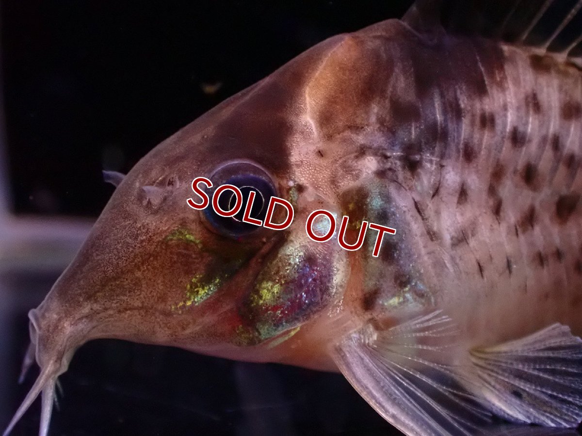 画像2: 【淡水魚】レア種 コリドラス セミロングーズ アルトタパジョス ワイルド【1匹 サンプル画像】(±5-5.5cm)(生体)(熱帯魚)NKCR (2)