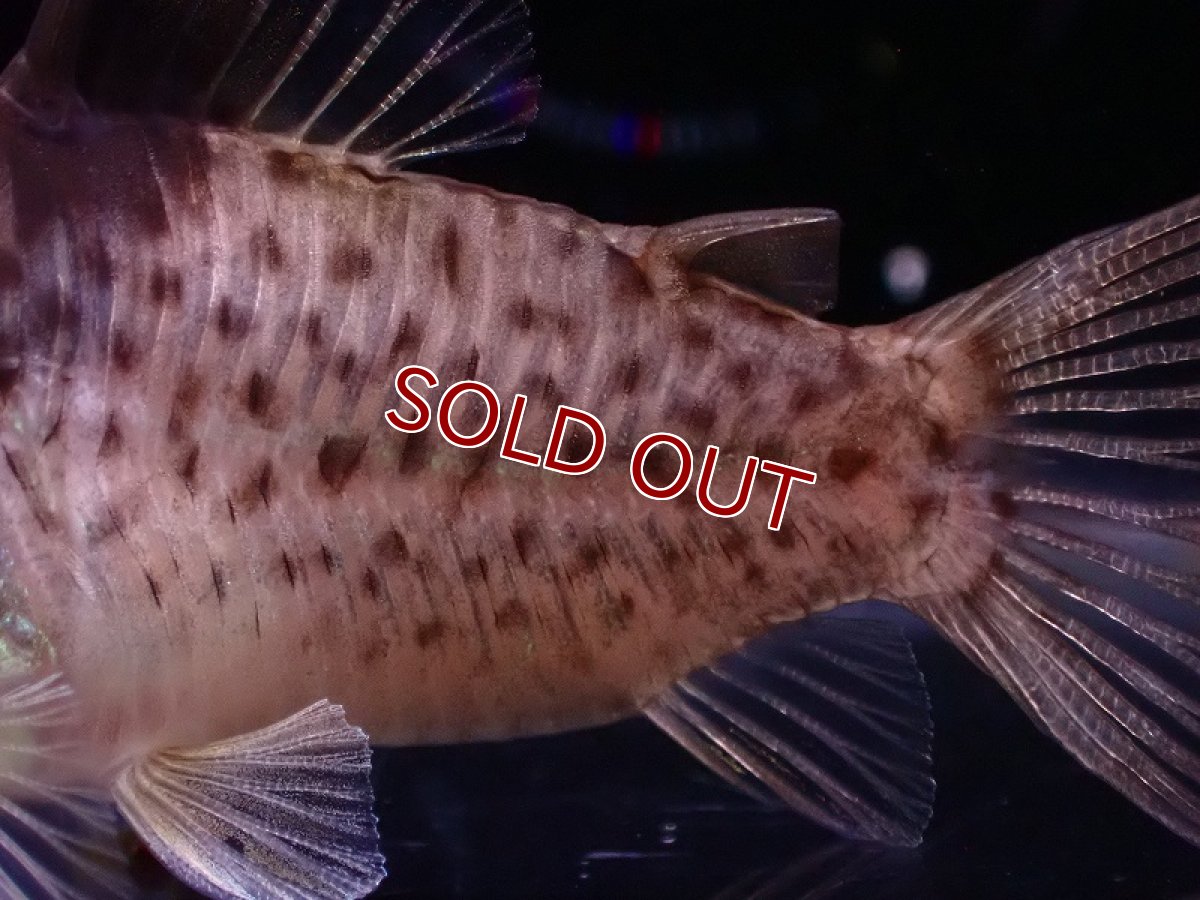 画像3: 【淡水魚】レア種 コリドラス セミロングーズ アルトタパジョス ワイルド【1匹 サンプル画像】(±5-5.5cm)(生体)(熱帯魚)NKCR (3)