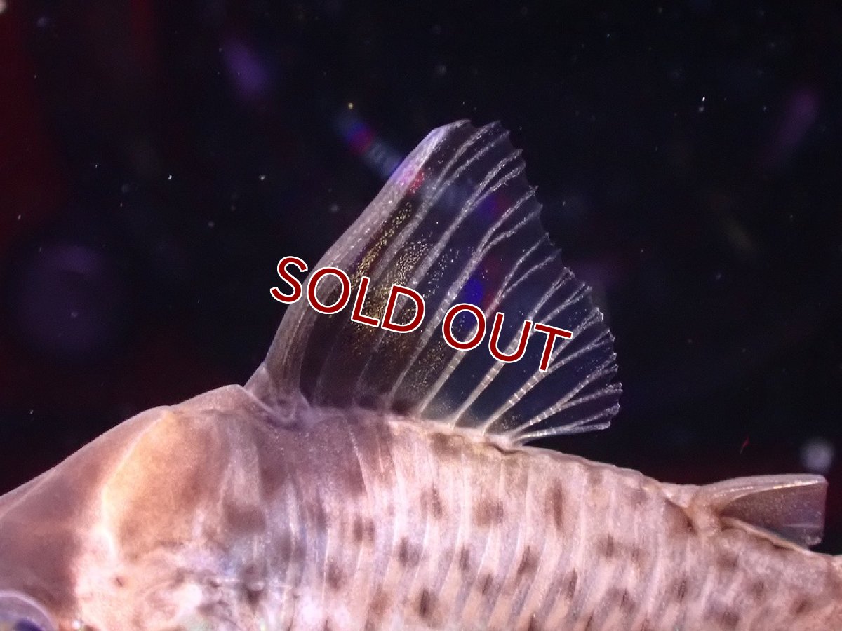 画像4: 【淡水魚】レア種 コリドラス セミロングーズ アルトタパジョス ワイルド【1匹 サンプル画像】(±5-5.5cm)(生体)(熱帯魚)NKCR (4)