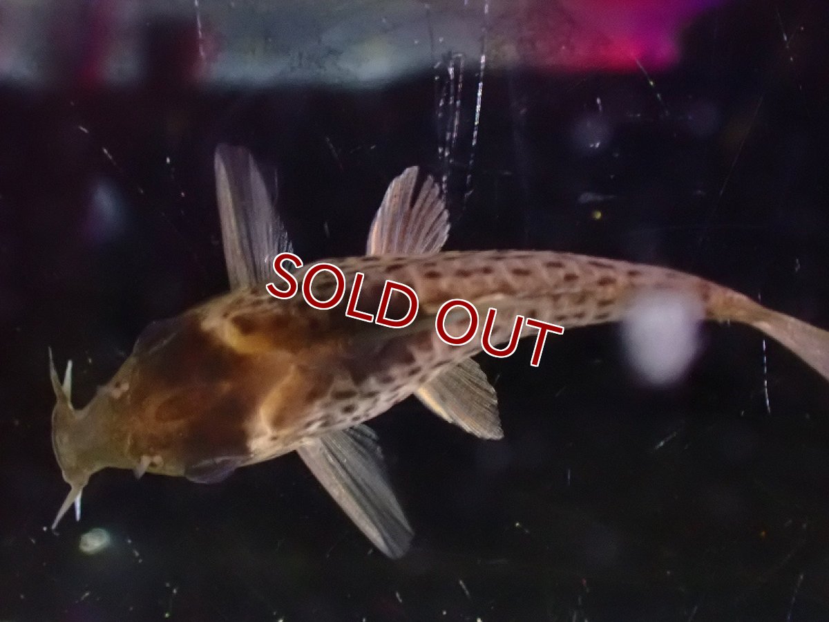 画像6: 【淡水魚】レア種 コリドラス セミロングーズ アルトタパジョス ワイルド【1匹 サンプル画像】(±5-5.5cm)(生体)(熱帯魚)NKCR (6)