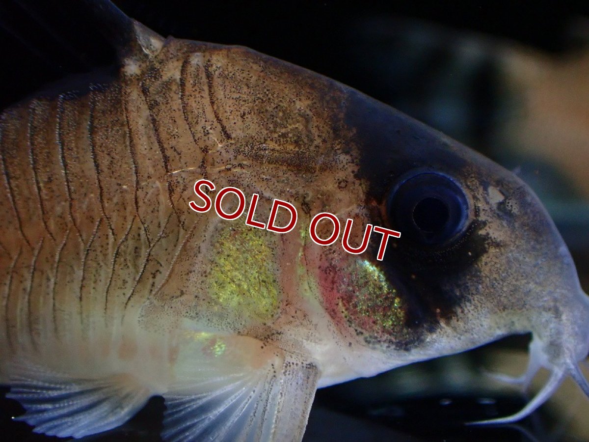 画像2: 【淡水魚】コリドラス オイヤポックエンシス オイヤポック産 ワイルド【1匹 サンプル画像】(±4-5cm)(コリドラス)(生体)(熱帯魚)NKCR (2)