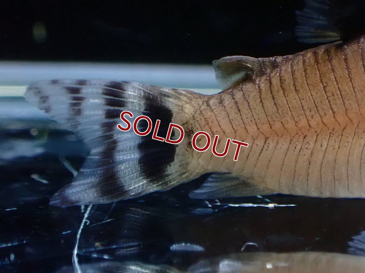 画像3: 【淡水魚】コリドラス オイヤポックエンシス オイヤポック産 ワイルド【1匹 サンプル画像】(±4-5cm)(コリドラス)(生体)(熱帯魚)NKCR (3)