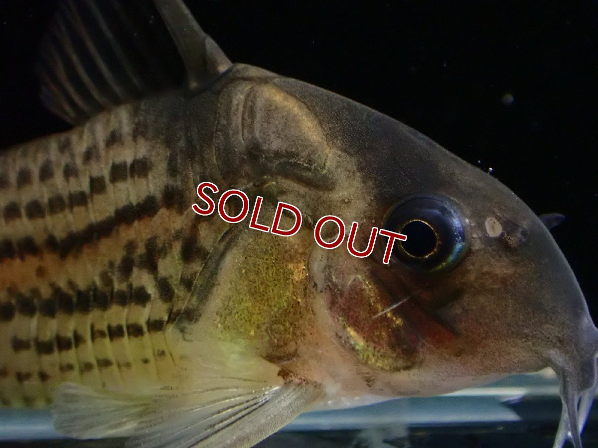 画像2: 【淡水魚】コリドラス sp ショートノーズ パライーソ【1匹 サンプル画像】(±5cm)(コリドラス)(生体)(熱帯魚)NKCR (2)