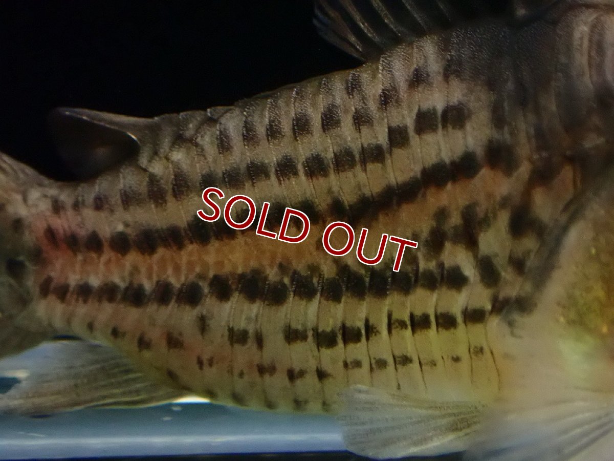 画像3: 【淡水魚】コリドラス sp ショートノーズ パライーソ【1匹 サンプル画像】(±5cm)(コリドラス)(生体)(熱帯魚)NKCR (3)