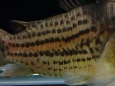 画像3: 【淡水魚】【通販】コリドラス sp ショートノーズ パライーソ【1匹 サンプル画像】(±5cm)(コリドラス)(生体)(熱帯魚)NKCR (3)