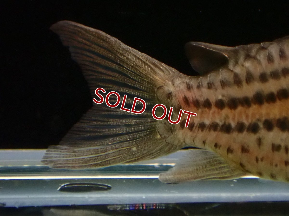 画像4: 【淡水魚】コリドラス sp ショートノーズ パライーソ【1匹 サンプル画像】(±5cm)(コリドラス)(生体)(熱帯魚)NKCR (4)