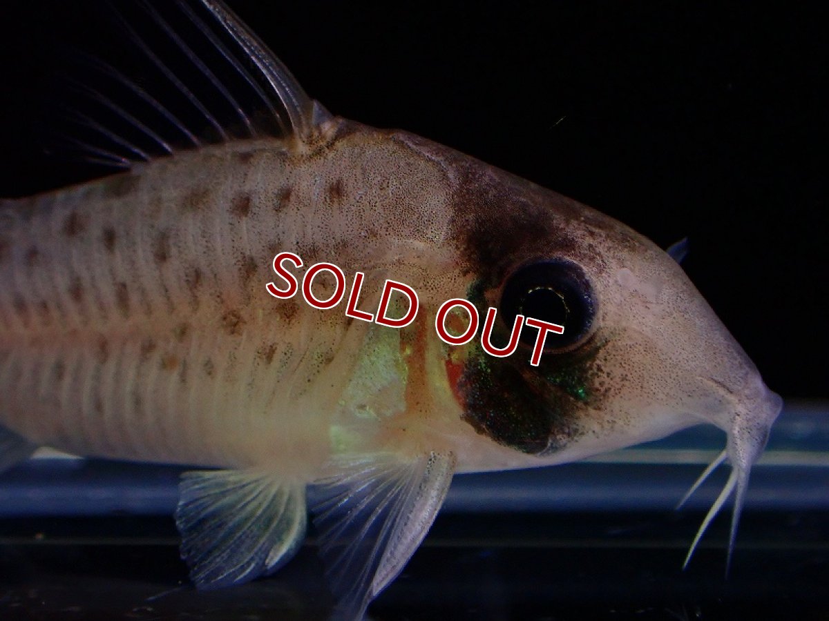 画像2: 【淡水魚】コリドラス シクリ ワイルド【1匹 サンプル画像】(±4-5cm)(コリドラス)(生体)(熱帯魚)NKCR (2)