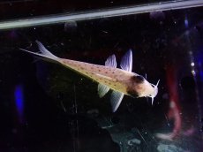 画像3: 【淡水魚】【通販】コリドラス シクリ ワイルド【1匹 サンプル画像】(±4-5cm)(コリドラス)(生体)(熱帯魚)NKCR (3)