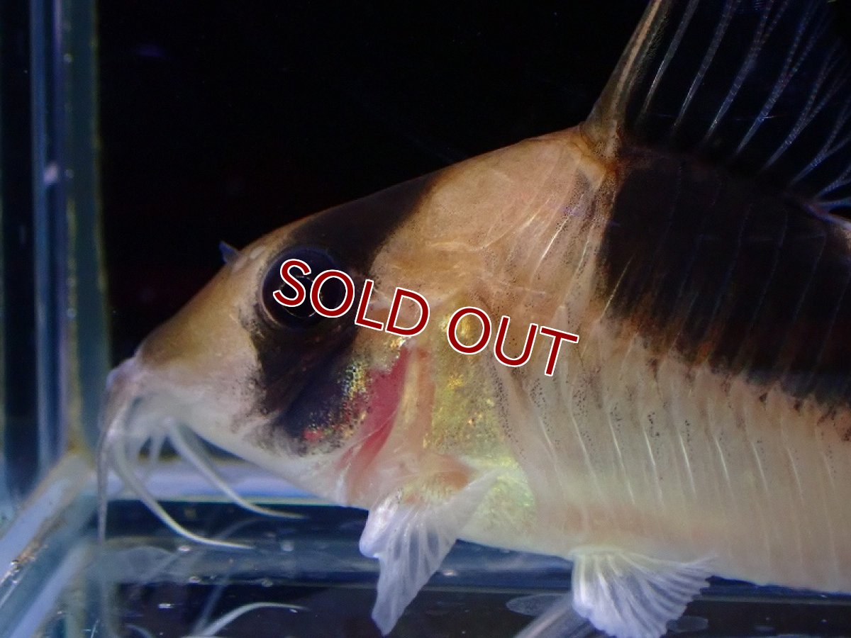 画像2: 【30%OFF対象商品30周年セール 淡水魚】【淡水魚】特価 コリドラス セミロングノーズ ブロードバンドデビットサンジィ ワイルド【１匹サンプル画像】(±5-6cm(生体)(熱帯魚)NKCR (2)