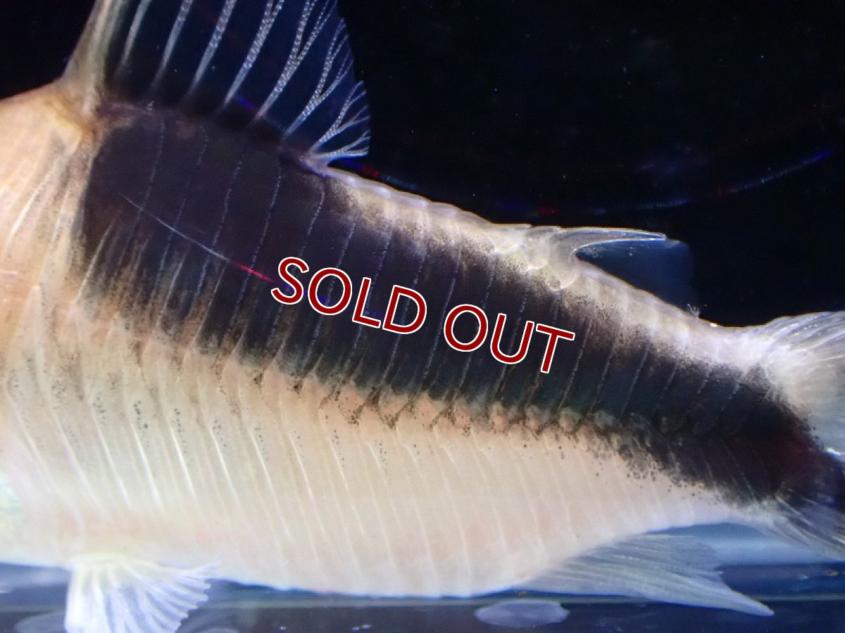 画像3: 【30%OFF対象商品30周年セール 淡水魚】【淡水魚】特価 コリドラス セミロングノーズ ブロードバンドデビットサンジィ ワイルド【１匹サンプル画像】(±5-6cm(生体)(熱帯魚)NKCR (3)
