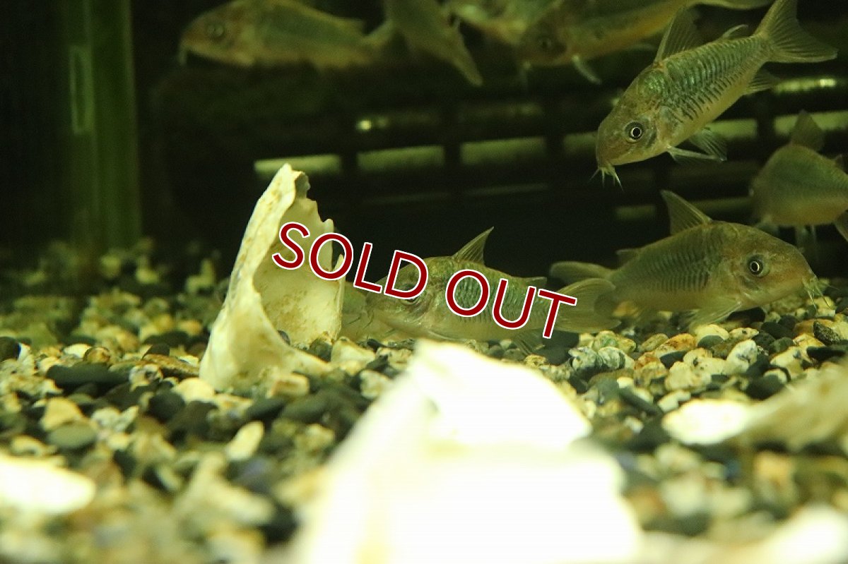 画像2: 【淡水魚】オス個体? コリドラス パンタナルエンシス【1匹 サンプル画像】(±4cm)(コリドラス)(生体)(熱帯魚)NKCR (2)