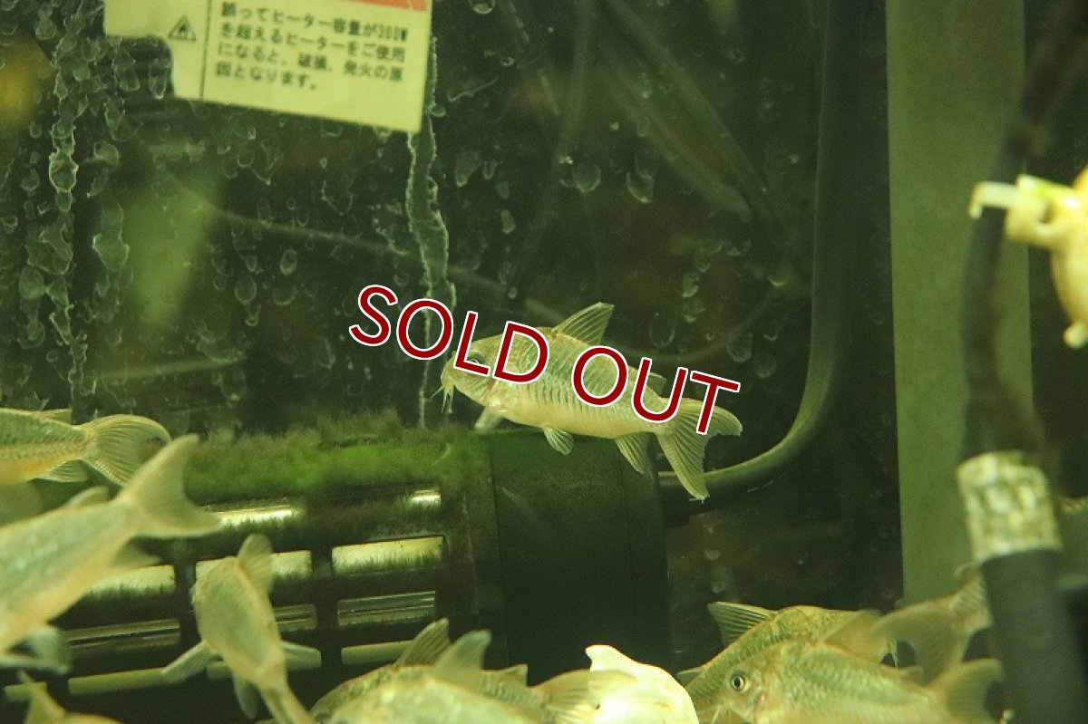 画像3: 【淡水魚】オス個体? コリドラス パンタナルエンシス【1匹 サンプル画像】(±4cm)(コリドラス)(生体)(熱帯魚)NKCR (3)