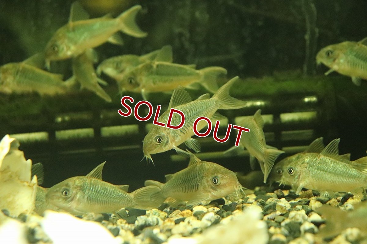 画像4: 【淡水魚】オス個体? コリドラス パンタナルエンシス【1匹 サンプル画像】(±4cm)(コリドラス)(生体)(熱帯魚)NKCR (4)