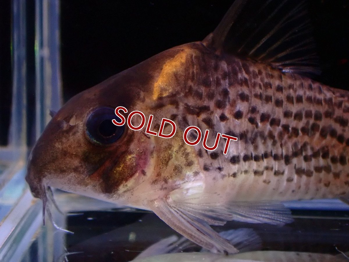 画像2: 【淡水魚】レア種 ハイブリット個体 コリドラス sp ジャマンシン ワイルド【1匹 サンプル画像】(±5cm)(生体)(熱帯魚)NKCR (2)