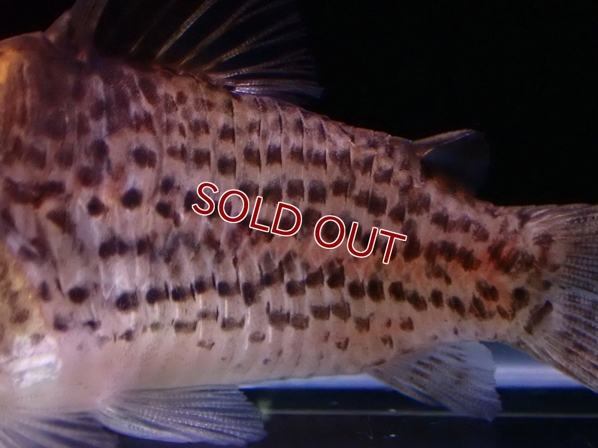 画像3: 【淡水魚】レア種 ハイブリット個体 コリドラス sp ジャマンシン ワイルド【1匹 サンプル画像】(±5cm)(生体)(熱帯魚)NKCR (3)