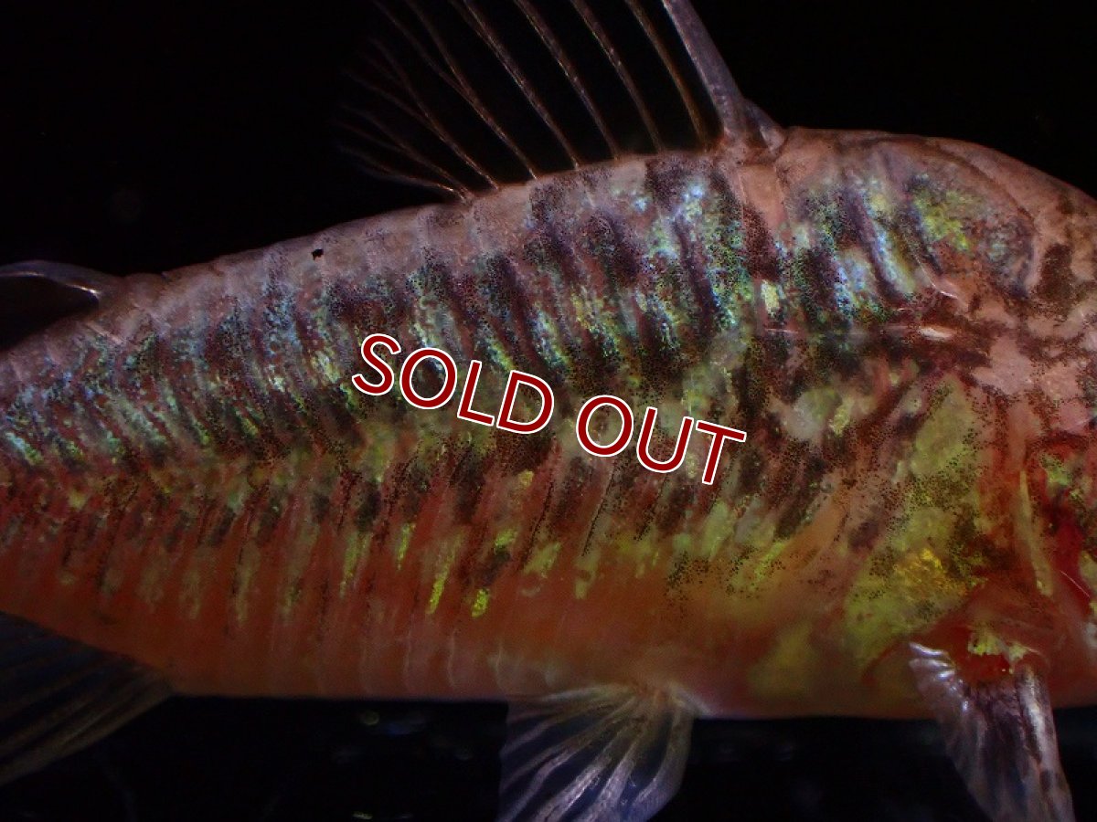 画像2: 【淡水魚】激安 オス確定 コリドラス パンタナルエンシス （ブリード）【1匹 サンプル画像】(±5-6cm)(生体)(熱帯魚)NKCR (2)