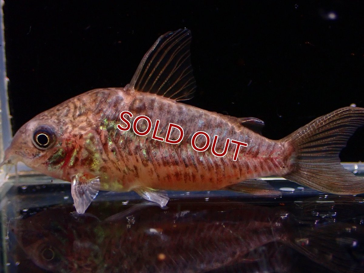 画像3: 【淡水魚】激安 オス確定 コリドラス パンタナルエンシス （ブリード）【1匹 サンプル画像】(±5-6cm)(生体)(熱帯魚)NKCR (3)