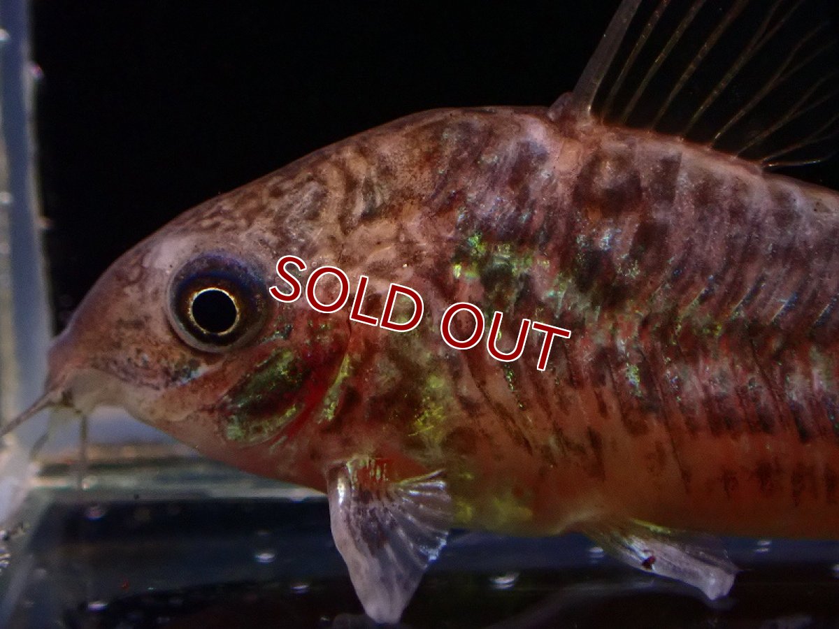 画像4: 【淡水魚】激安 オス確定 コリドラス パンタナルエンシス （ブリード）【1匹 サンプル画像】(±5-6cm)(生体)(熱帯魚)NKCR (4)