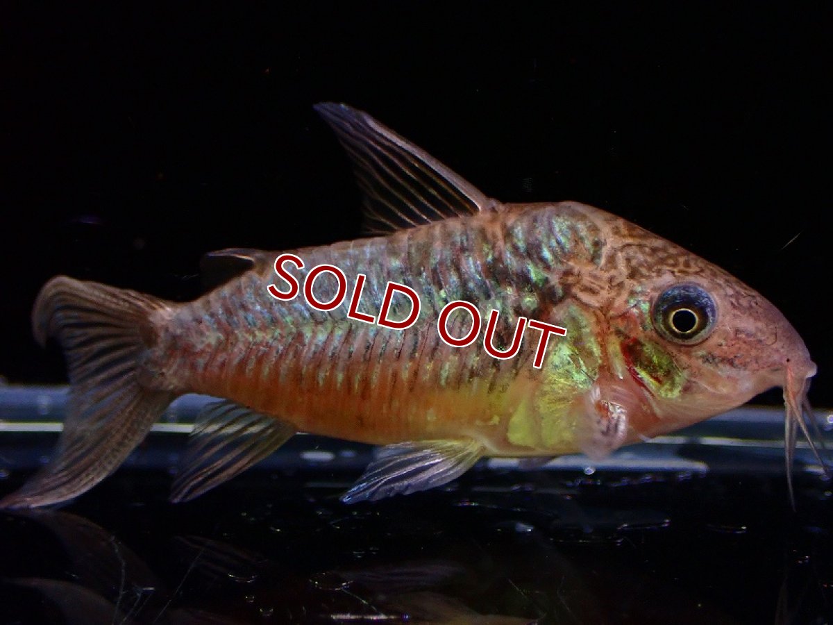 画像5: 【淡水魚】激安 オス確定 コリドラス パンタナルエンシス （ブリード）【1匹 サンプル画像】(±5-6cm)(生体)(熱帯魚)NKCR (5)