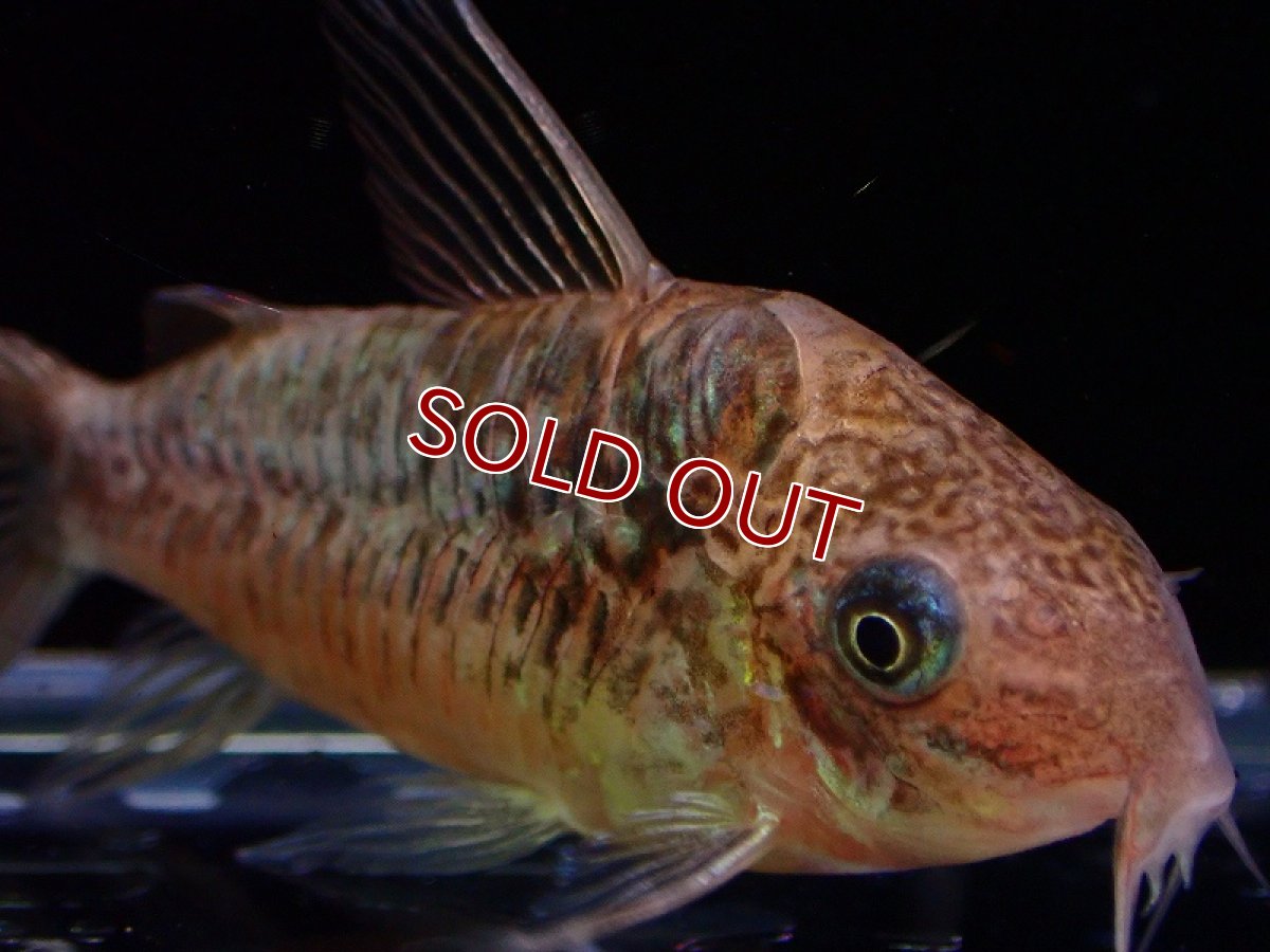 画像6: 【淡水魚】激安 オス確定 コリドラス パンタナルエンシス （ブリード）【1匹 サンプル画像】(±5-6cm)(生体)(熱帯魚)NKCR (6)