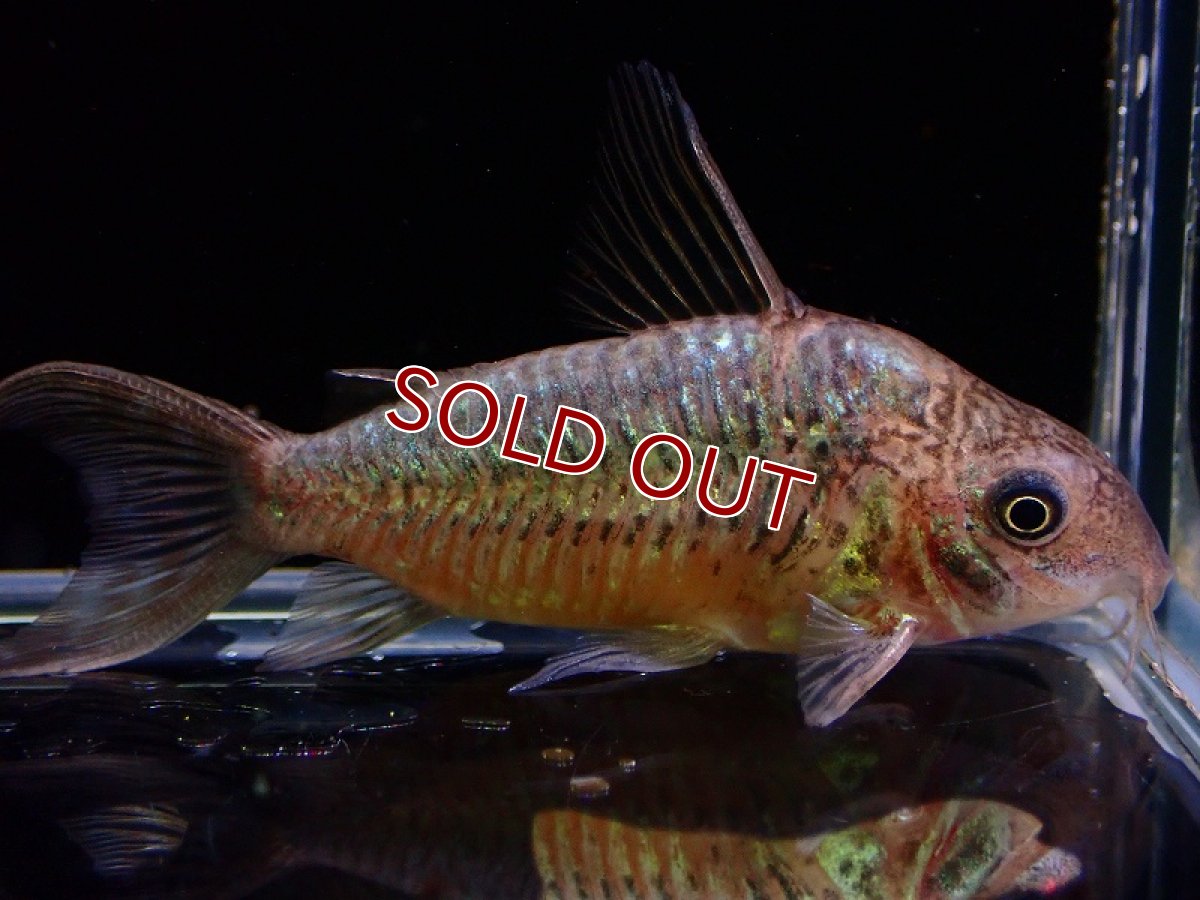 画像7: 【淡水魚】激安 オス確定 コリドラス パンタナルエンシス （ブリード）【1匹 サンプル画像】(±5-6cm)(生体)(熱帯魚)NKCR (7)
