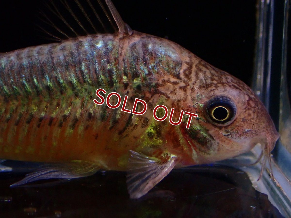 画像8: 【淡水魚】激安 オス確定 コリドラス パンタナルエンシス （ブリード）【1匹 サンプル画像】(±5-6cm)(生体)(熱帯魚)NKCR (8)