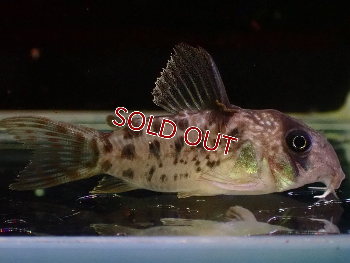 画像2: 【淡水魚】【通販】コリドラス sp アンチェスター CW004【1匹 サンプル画像】(±3cm)(コリドラス)(生体)(熱帯魚)NKCR (2)