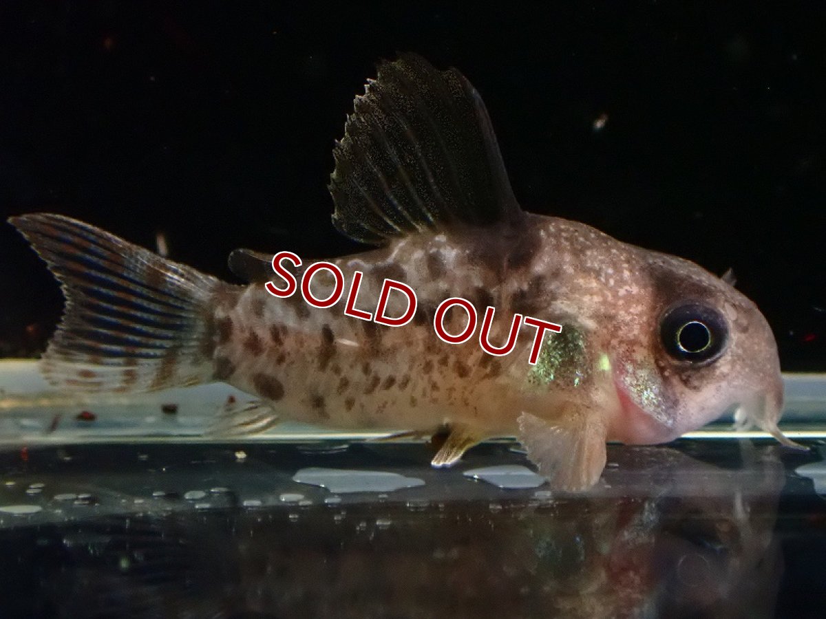 画像3: 【淡水魚】【通販】コリドラス sp アンチェスター CW004【1匹 サンプル画像】(±3cm)(コリドラス)(生体)(熱帯魚)NKCR (3)