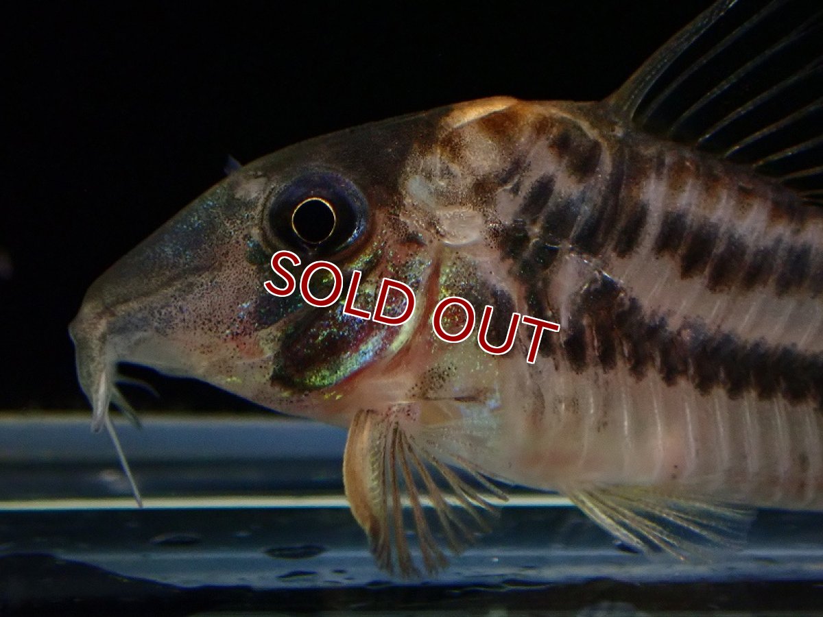 画像2: 【淡水魚】激レア コリドラス cf ロングノーズオルナータス リオ タパジョス産 ワイルド【1匹 サンプル画像】±5cm(生体)(熱帯魚)NKCR (2)