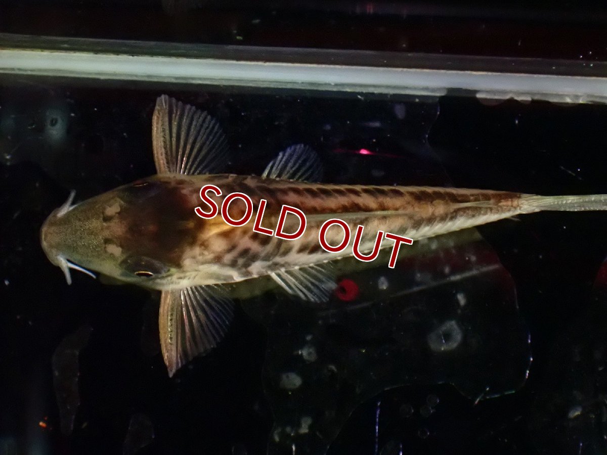 画像3: 【淡水魚】激レア コリドラス cf ロングノーズオルナータス リオ タパジョス産 ワイルド【1匹 サンプル画像】±5cm(生体)(熱帯魚)NKCR (3)