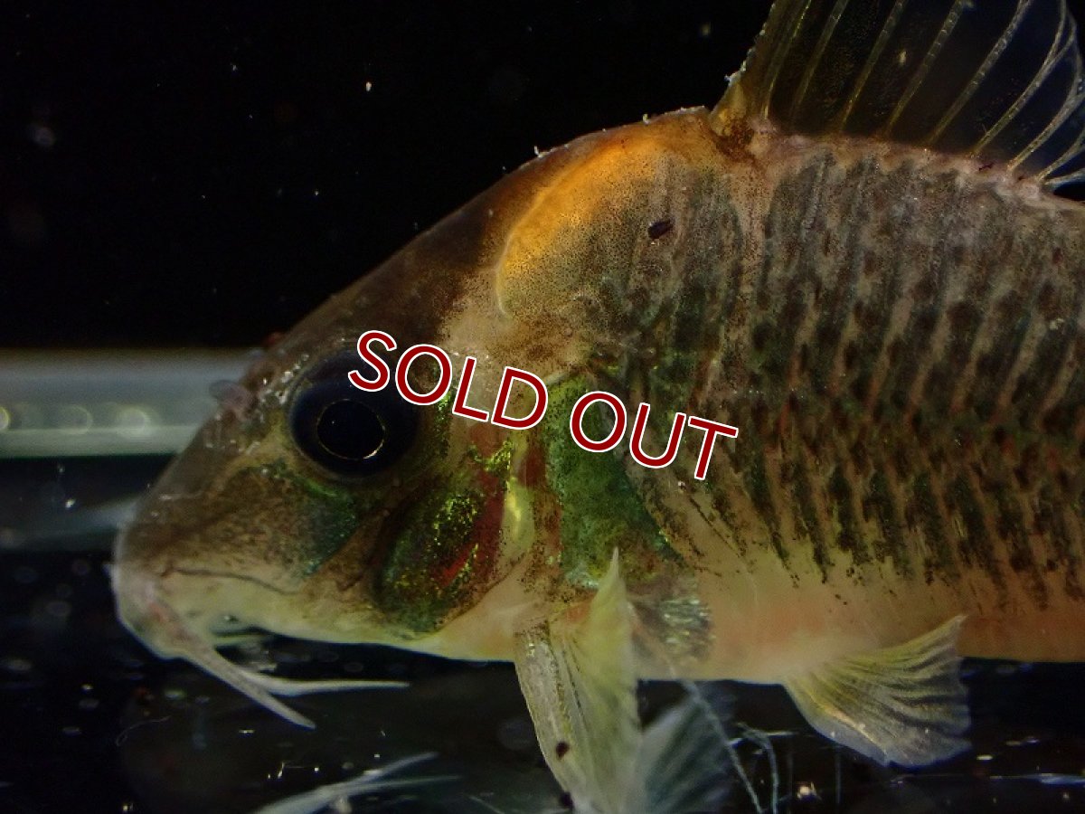 画像2: 【淡水魚】特価 コリドラス セミロングノーズ ルイーザ タパジョス産 ワイルド【1匹 サンプル画像】(±5cm)(生体)(熱帯魚)NKCR (2)