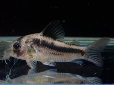 画像1: 【淡水魚】【通販】レア種 コリドラス ブロードバンド アクセルロディ ワイルド【1匹 サンプル画像】(±3.5-4cm)(生体)(熱帯魚)NKCR (1)