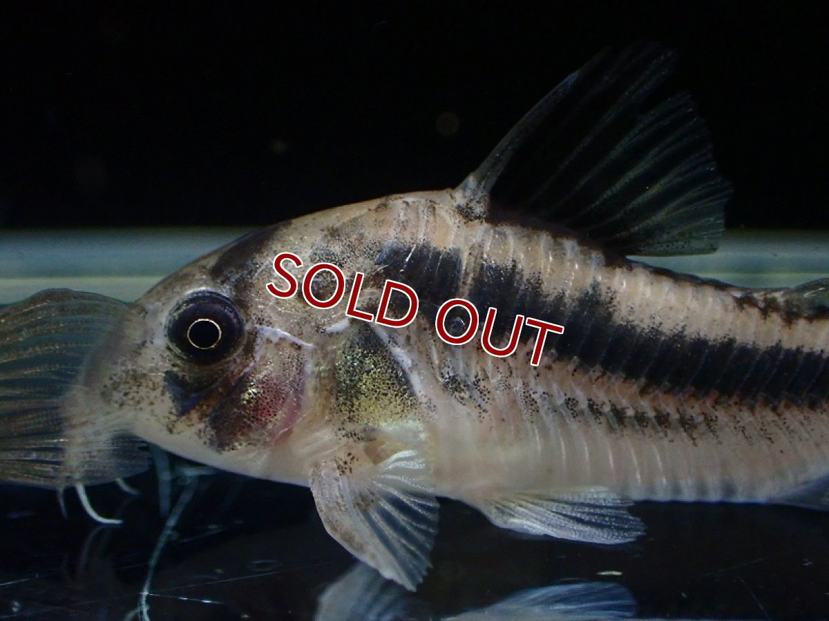 画像2: 【淡水魚】【通販】レア種 コリドラス ブロードバンド アクセルロディ【1匹 サンプル画像】(±3-4cm)(生体)(熱帯魚)NKCR (2)