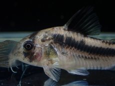 画像2: 【淡水魚】【通販】レア種 コリドラス ブロードバンド アクセルロディ ワイルド【1匹 サンプル画像】(±3.5-4cm)(生体)(熱帯魚)NKCR (2)