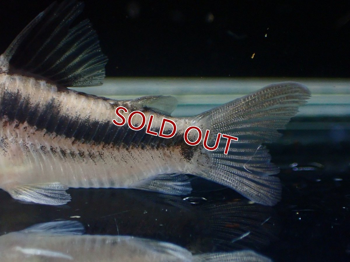 画像3: 【淡水魚】【通販】レア種 コリドラス ブロードバンド アクセルロディ【1匹 サンプル画像】(±3-4cm)(生体)(熱帯魚)NKCR (3)