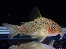 画像1: 【淡水魚】【通販】コリドラス sp アピアカ ワイルド【1匹 サンプル画像】(±4cm)（コリドラス）（生体）（熱帯魚）NKCR (1)