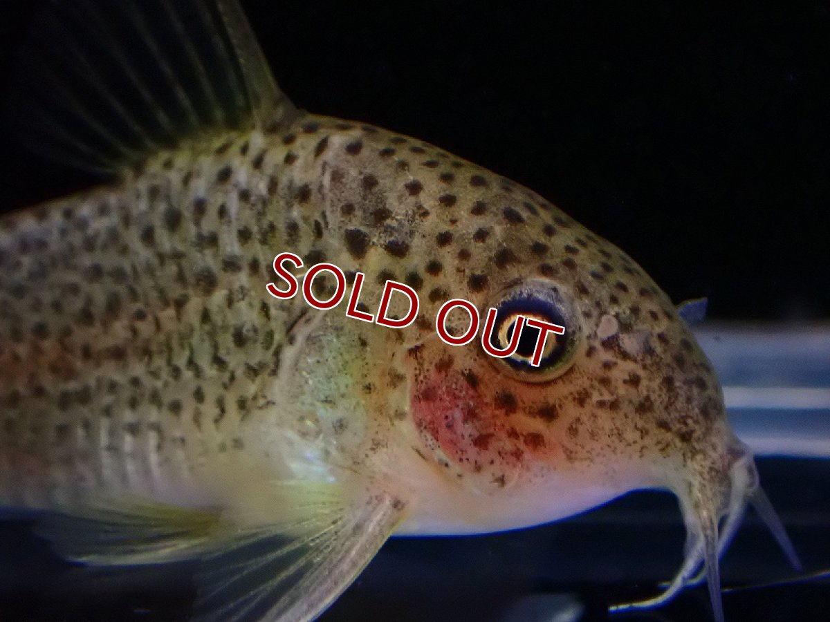 画像2: 【淡水魚】コリドラス sp アピアカ ワイルド【1匹 サンプル画像】(±4cm)（コリドラス）（生体）（熱帯魚）NKCR (2)
