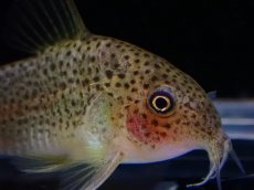 画像2: 【淡水魚】【通販】コリドラス sp アピアカ ワイルド【1匹 サンプル画像】(±4cm)（コリドラス）（生体）（熱帯魚）NKCR (2)