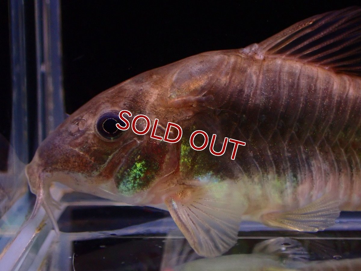 画像2: 【淡水魚】新着 コリドラス ドッペルグリーンアエネウス ワイルド【1匹 サンプル画像】(±6cm)（コリドラス）（生体）（熱帯魚）NKCR (2)