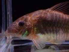 画像2: 【淡水魚】【通販】新着 コリドラス ドッペルグリーンアエネウス ワイルド【1匹 サンプル画像】(±6cm)（コリドラス）（生体）（熱帯魚）NKCR (2)