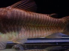 画像3: 【淡水魚】【通販】新着 コリドラス ドッペルグリーンアエネウス ワイルド【1匹 サンプル画像】(±6cm)（コリドラス）（生体）（熱帯魚）NKCR (3)
