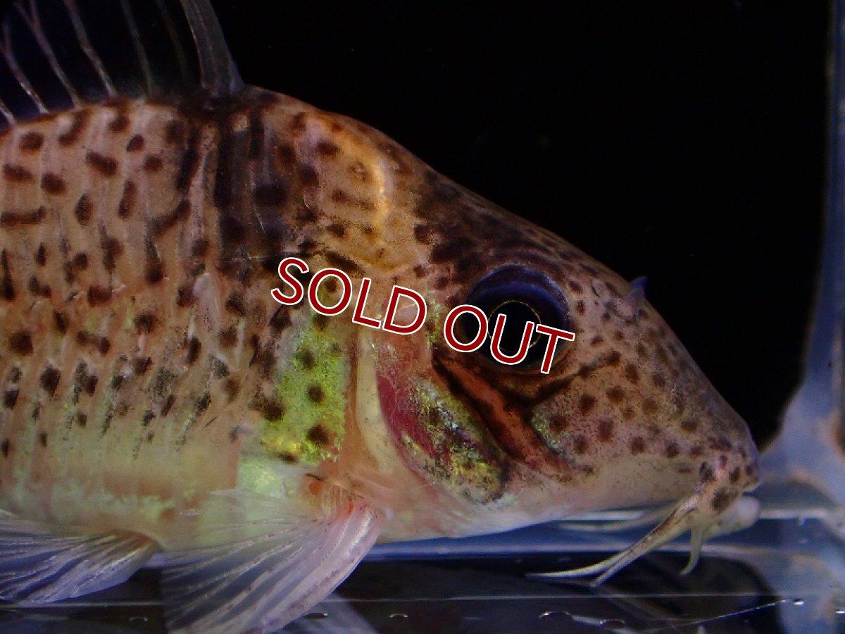 画像2: 【淡水魚】コリドラス セミロングノーズ メラニスチウス ワイルド【1匹 サンプル画像】(±6cm)（コリドラス）（生体）（熱帯魚）NKCR (2)
