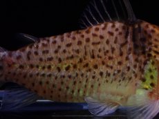 画像3: 【淡水魚】【通販】コリドラス セミロングノーズ メラニスチウス ワイルド【1匹 サンプル画像】(±6cm)（コリドラス）（生体）（熱帯魚）NKCR (3)