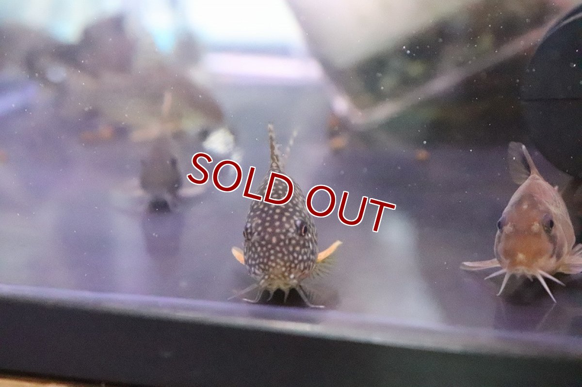 画像2: 【淡水魚】爆安 コリドラス おまかせ販売【1匹 サンプル画像】(コリドラス)(生体)(熱帯魚)NKCR (2)