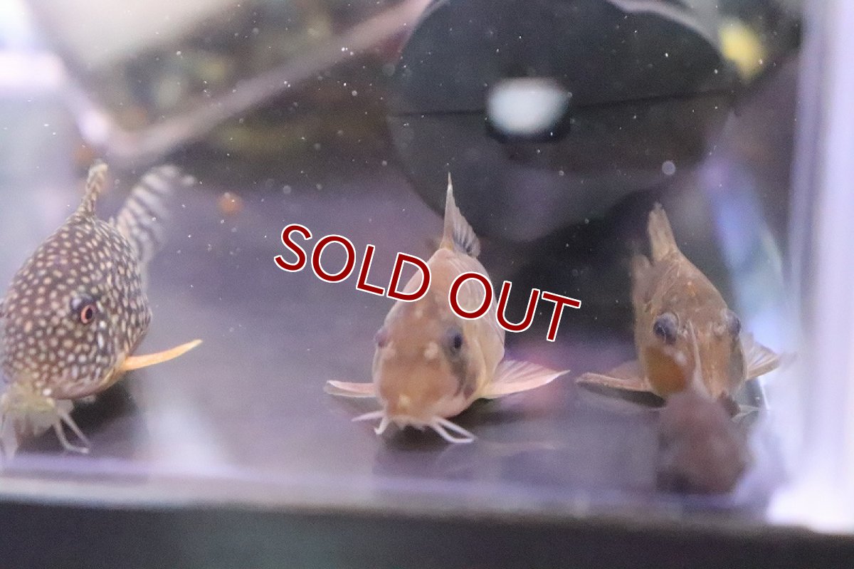 画像3: 【淡水魚】爆安 コリドラス おまかせ販売【1匹 サンプル画像】(コリドラス)(生体)(熱帯魚)NKCR (3)