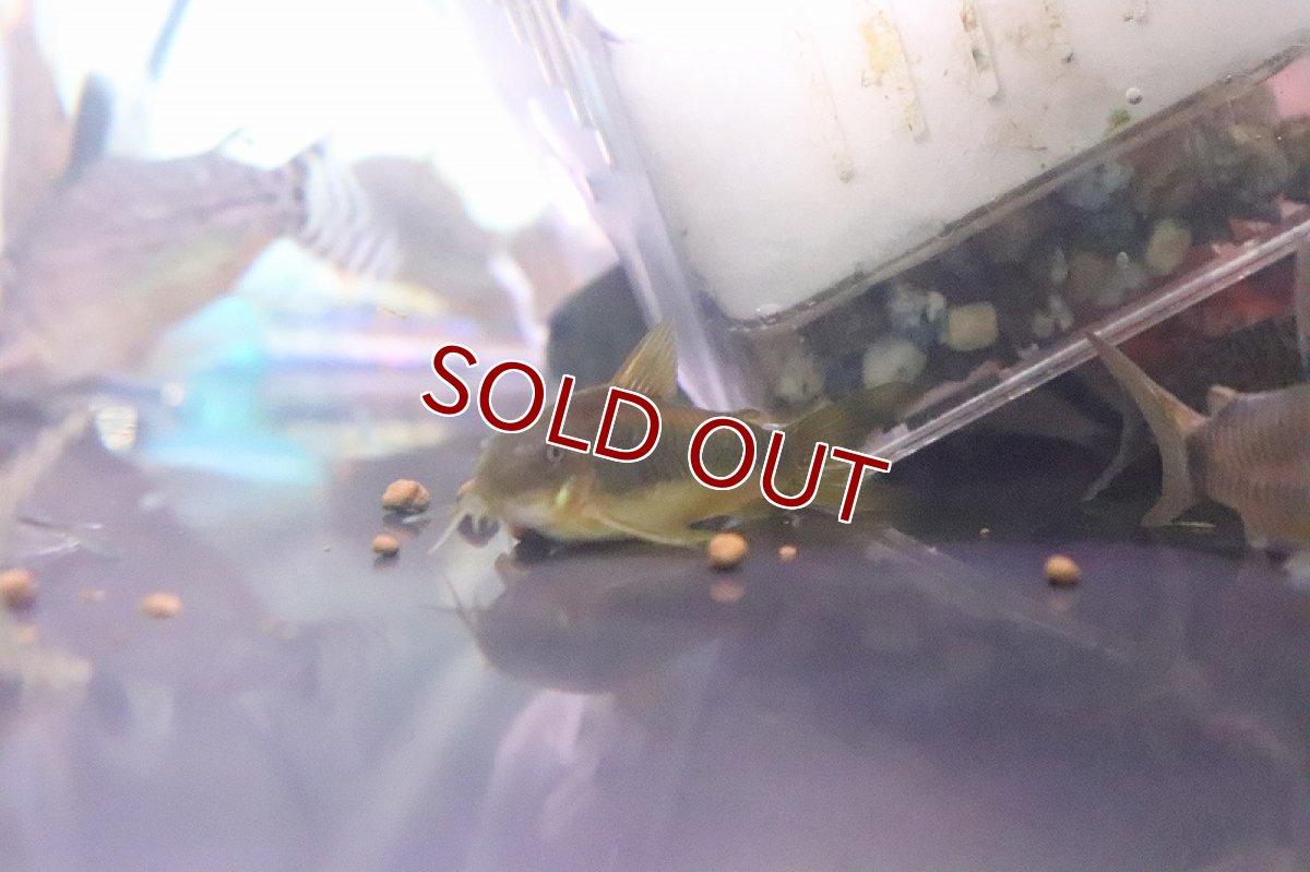 画像4: 【淡水魚】爆安 コリドラス おまかせ販売【1匹 サンプル画像】(コリドラス)(生体)(熱帯魚)NKCR (4)