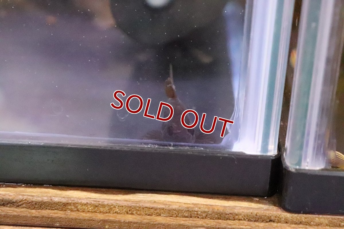 画像5: 【淡水魚】爆安 コリドラス おまかせ販売【1匹 サンプル画像】(コリドラス)(生体)(熱帯魚)NKCR (5)